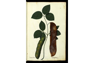 Phaseolus indicus